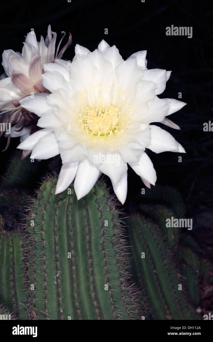 Close-up di fiori di Echinopsis schickendantzii cactus - Famiglia Cactaceae Foto Stock