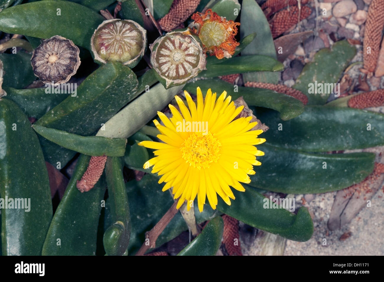 Close-up di fiori e boccioli di Glottiphyllum compressum cactus - Famiglia Aizoaceae Foto Stock
