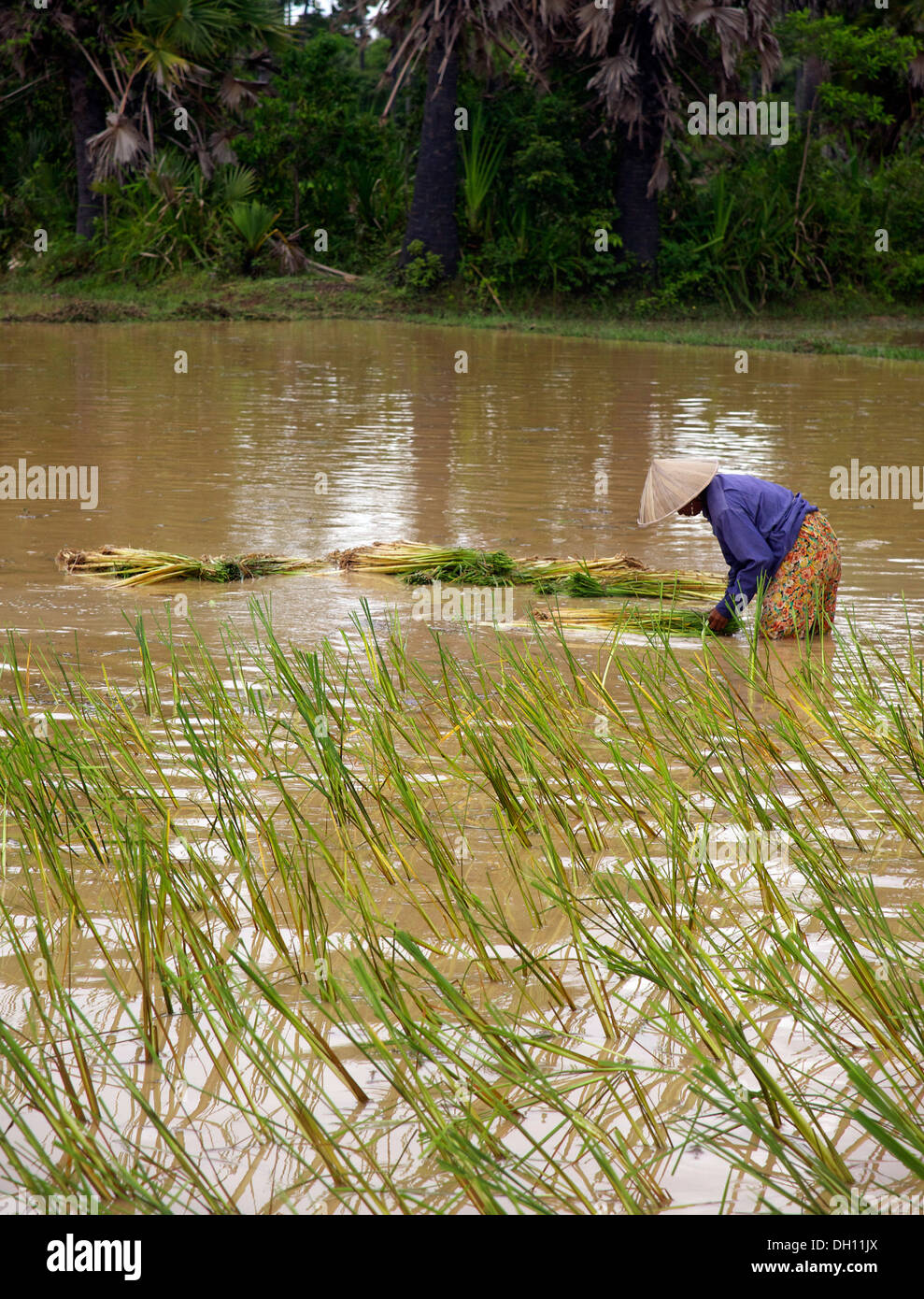 Paddy field worker in Cambogia, vicino a Siem Reap e Angkor Wat templi Foto Stock