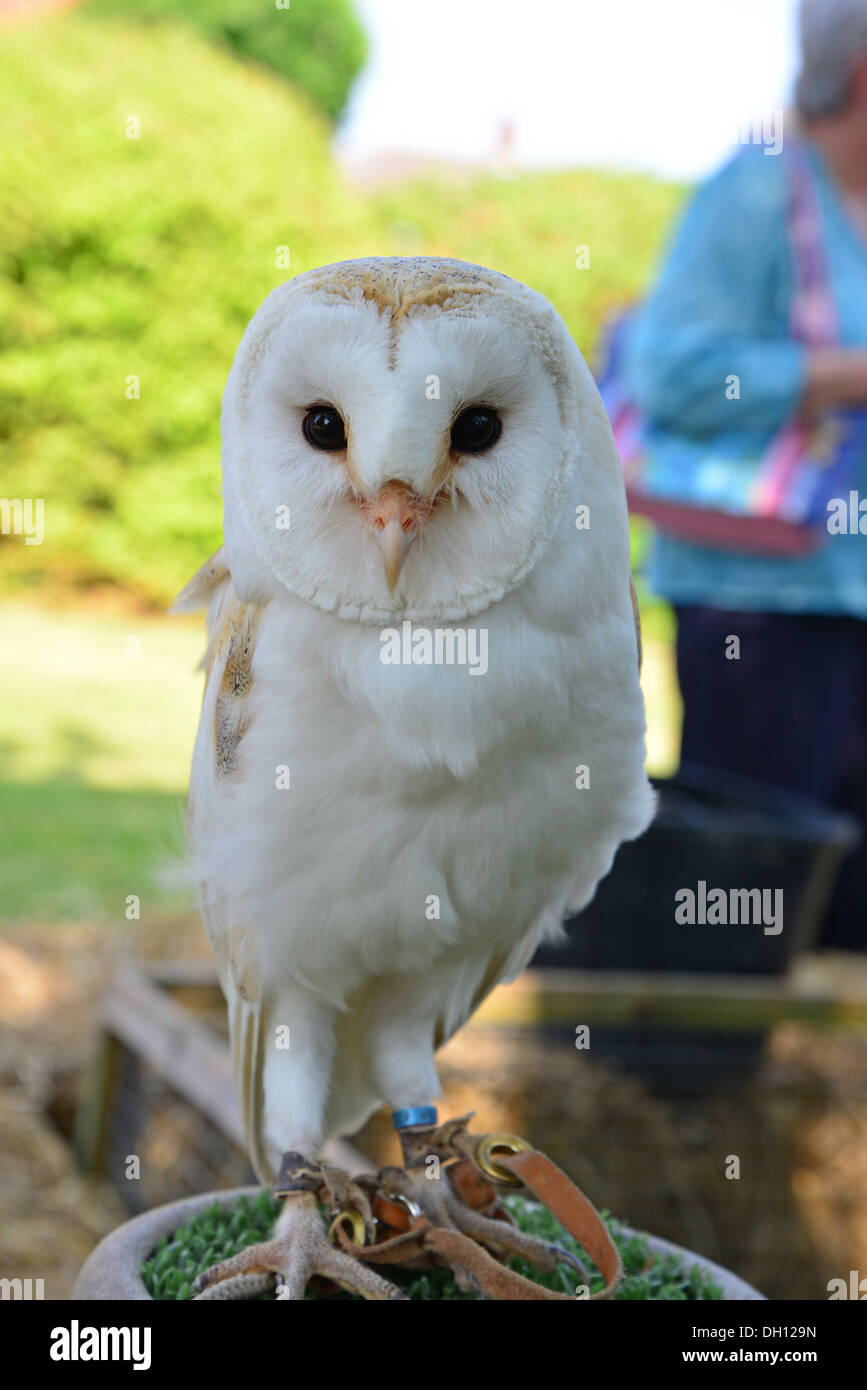 Il barbagianni (Tyto alba) a display, Burgh-le-Marsh, Lincolnshire, England, Regno Unito Foto Stock