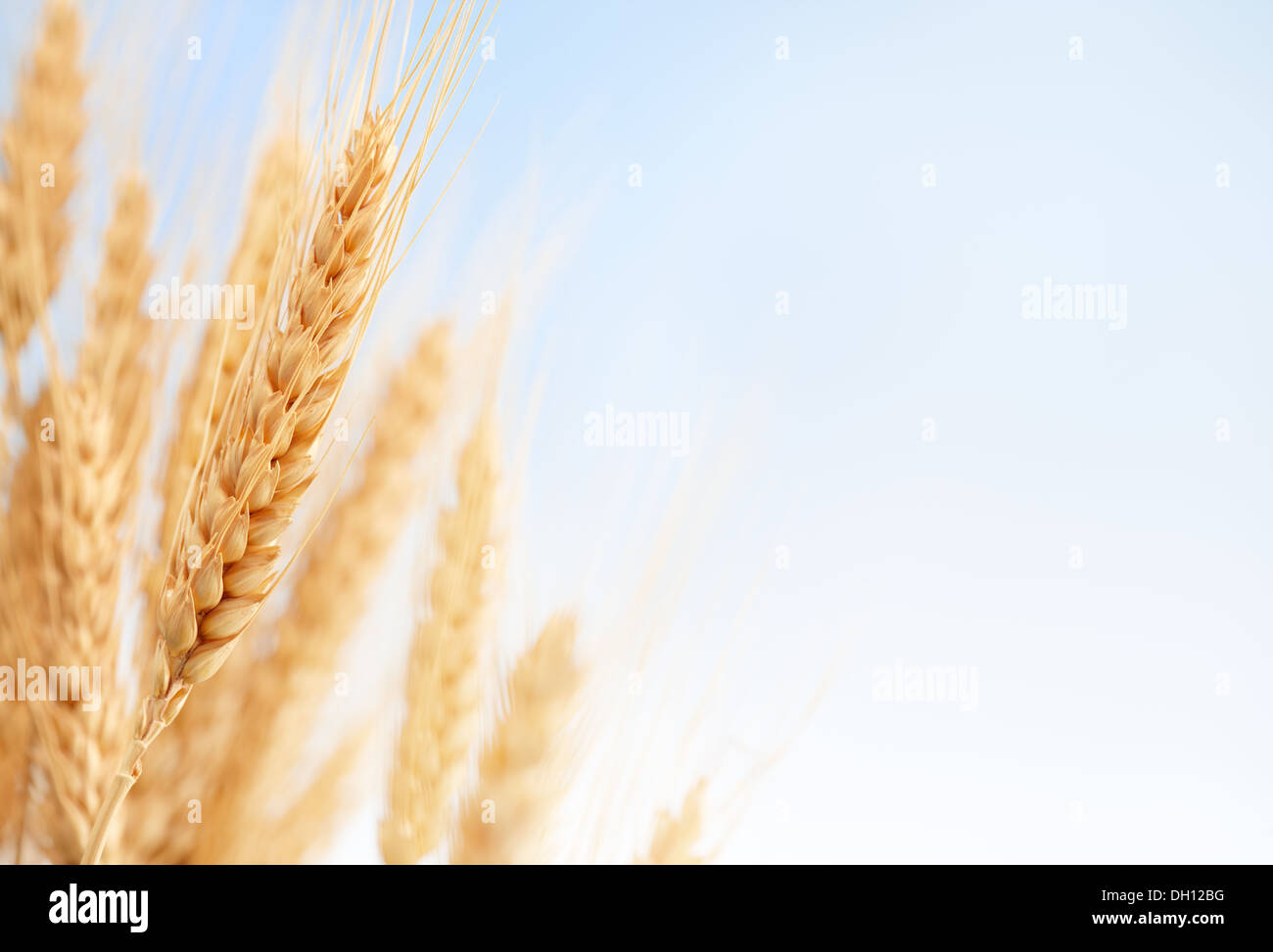 Macro shot di spighe di grano presso la fattoria, profondità di campo Foto Stock