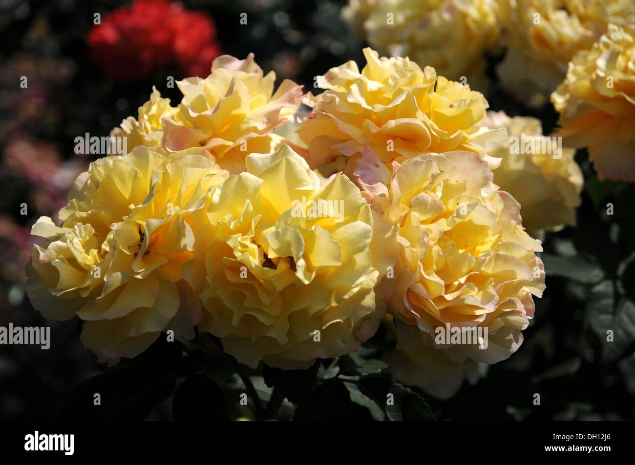Ibrido-Rose Foto Stock