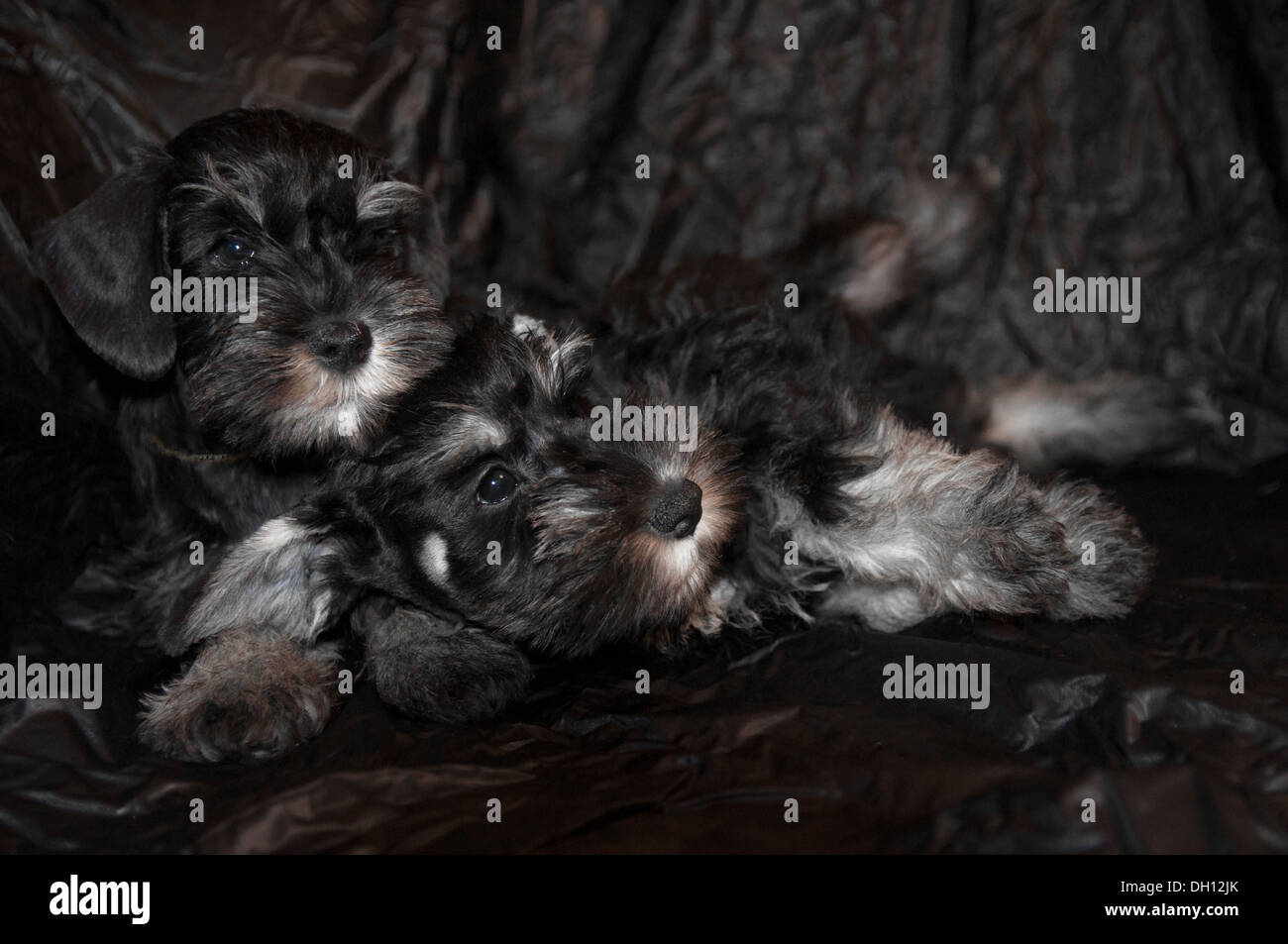 Due schnauzer cuccioli su sfondo nero Foto Stock