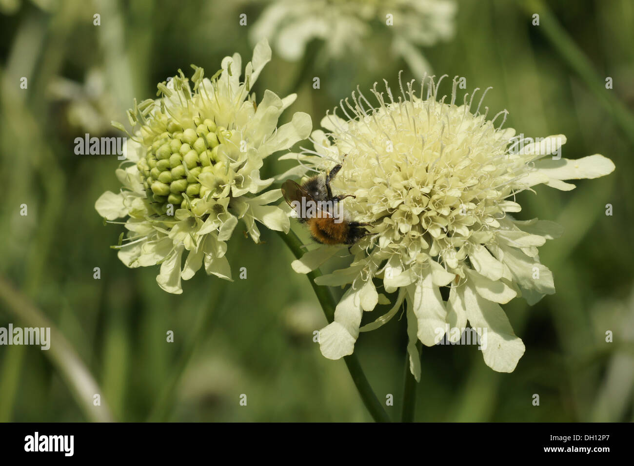 Cephalaria gigante Foto Stock