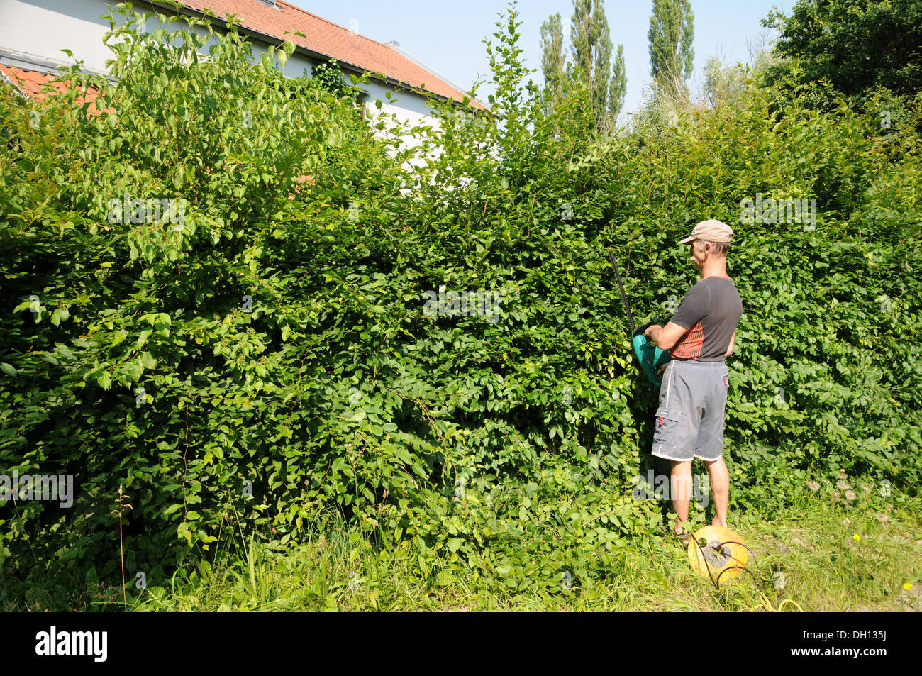 La sagomatura Hornbeam-Hedge Foto Stock