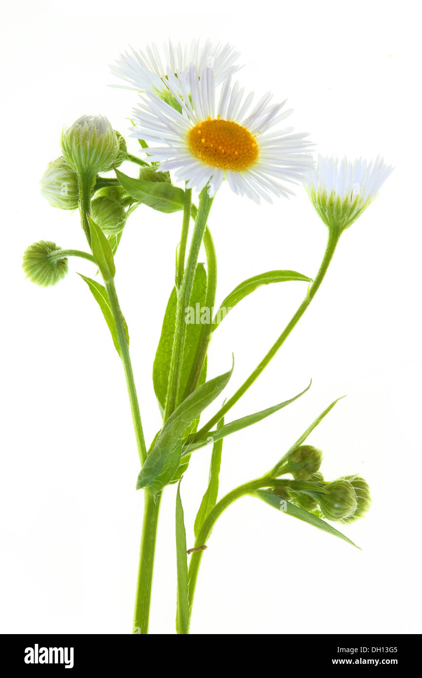 Erigeron annuus, Fleabane annuale Foto Stock