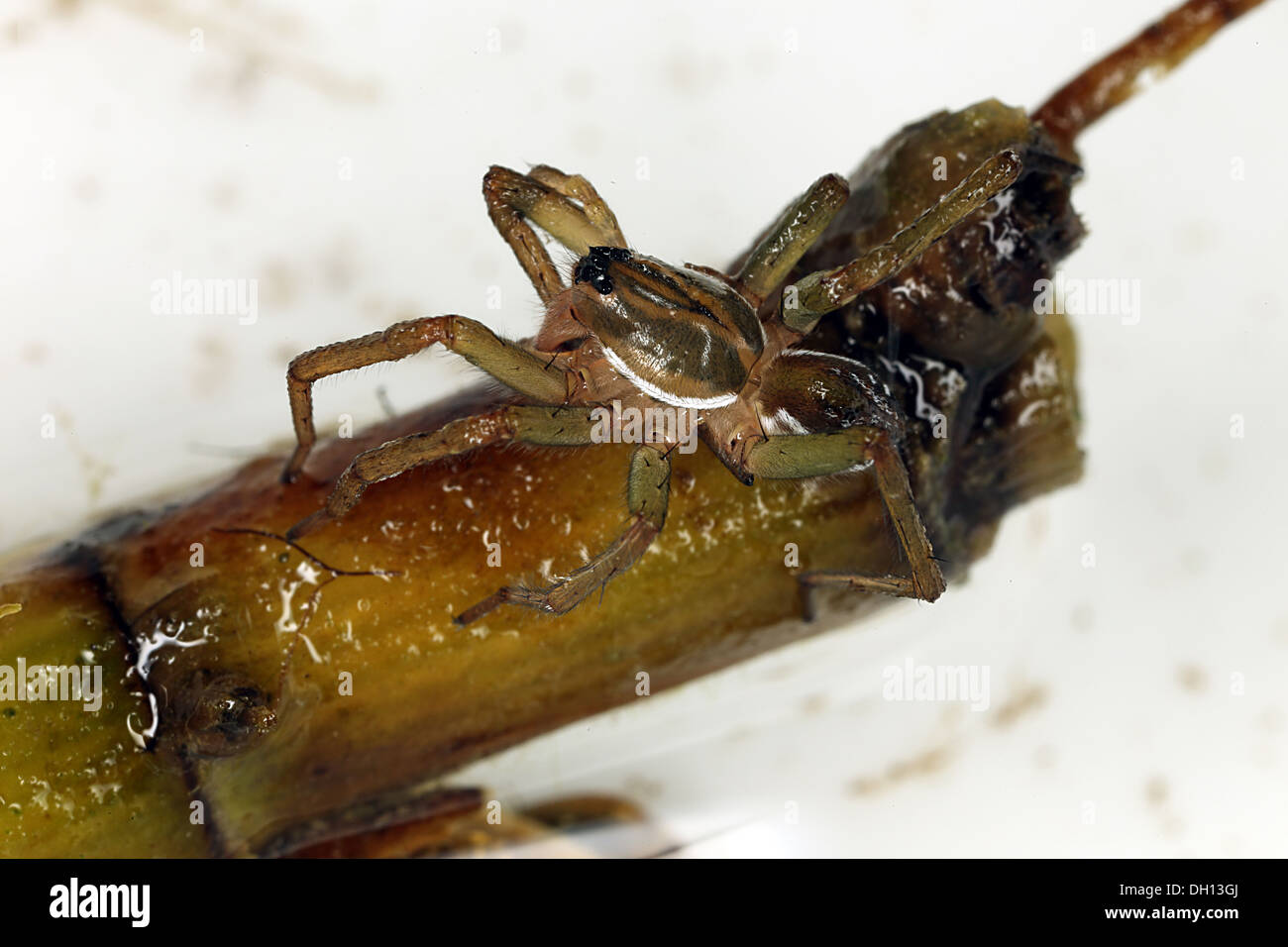 Pirata piraticus, Wolf Spider Foto Stock