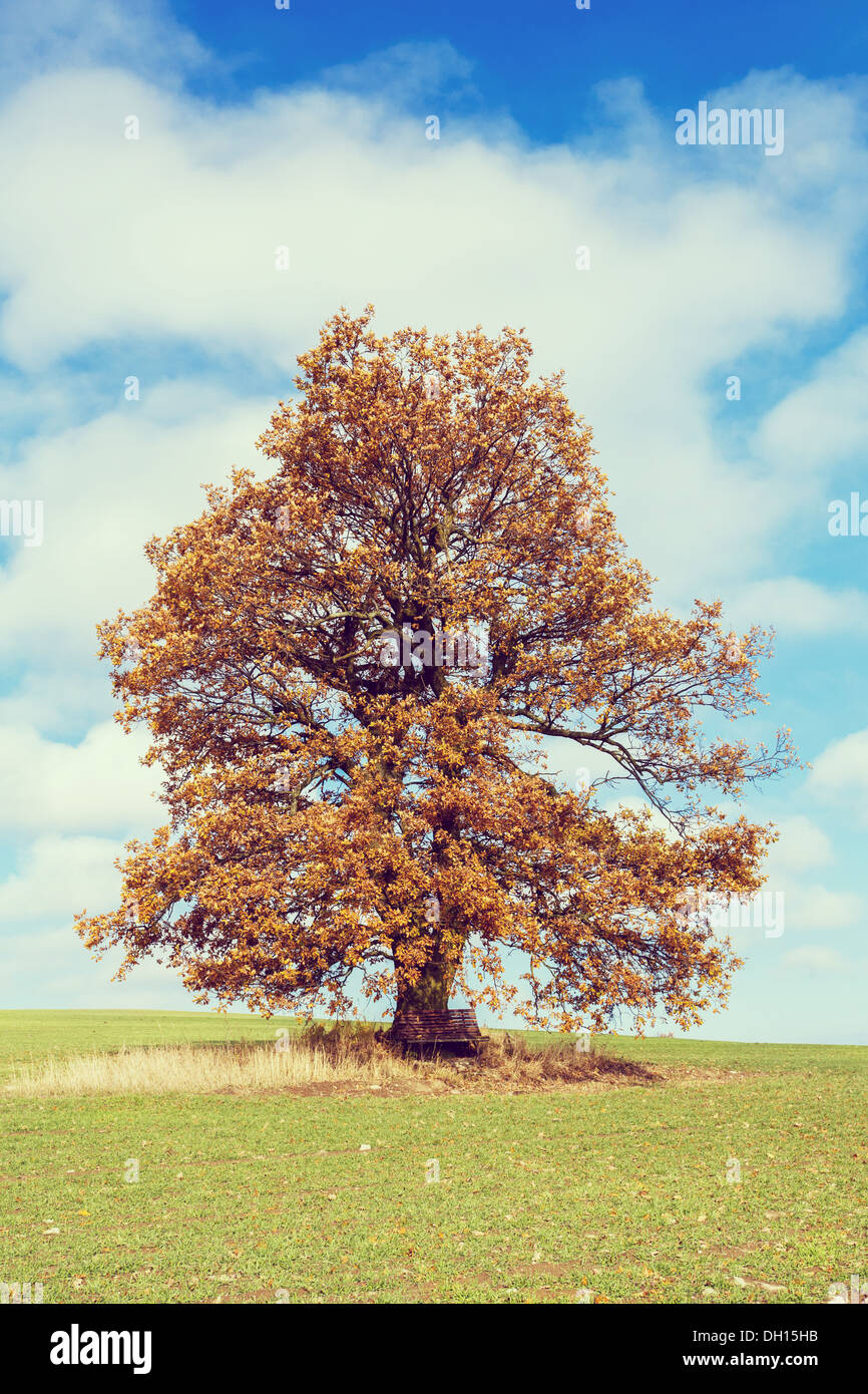 Da soli orange autumn tree su un prato verde e cielo blu con nuvole Foto Stock