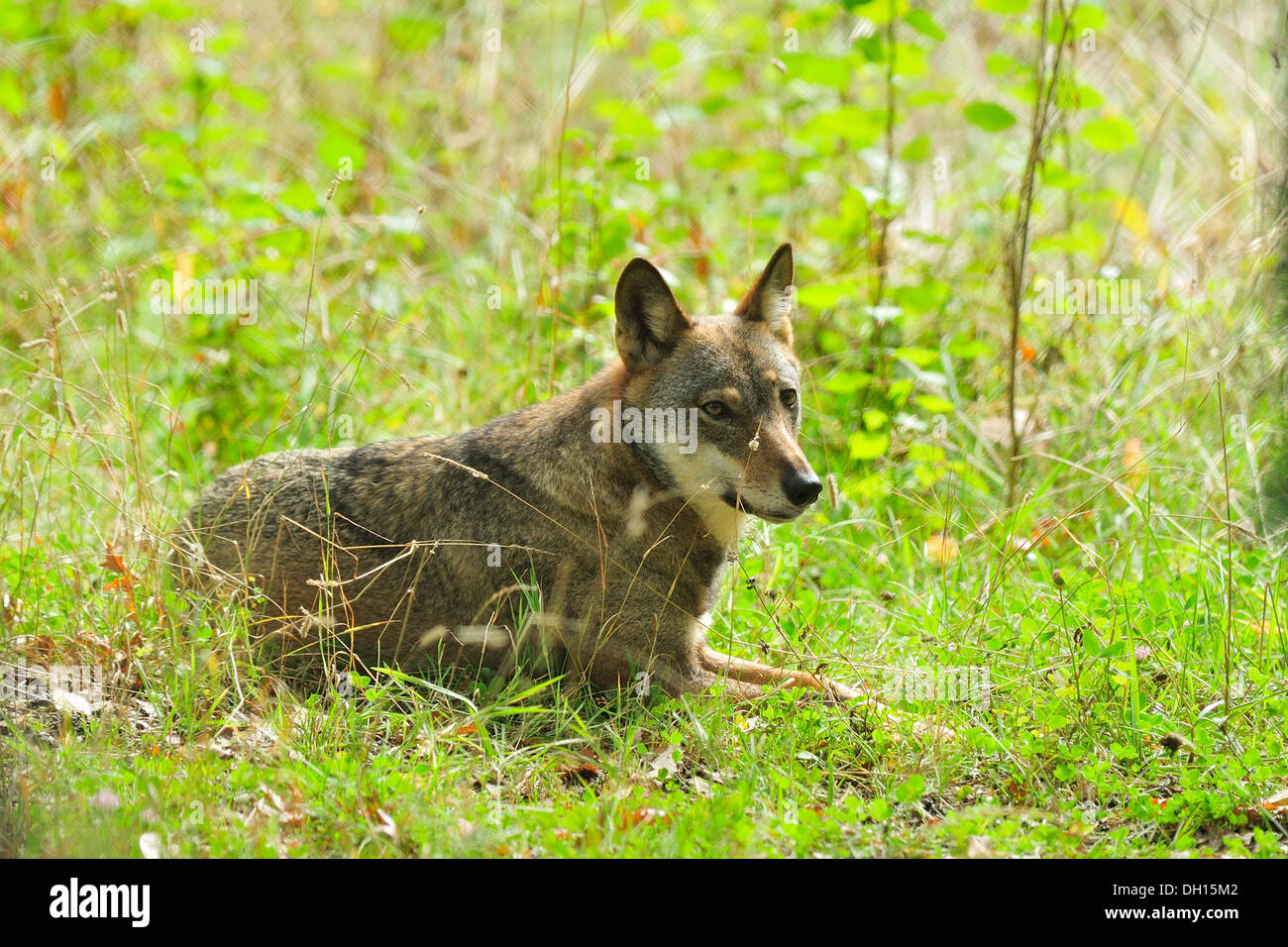 Italian Wolf Canis lupus italicus, Canidae, Parco Nazionale d'Abruzzo, Italia Foto Stock