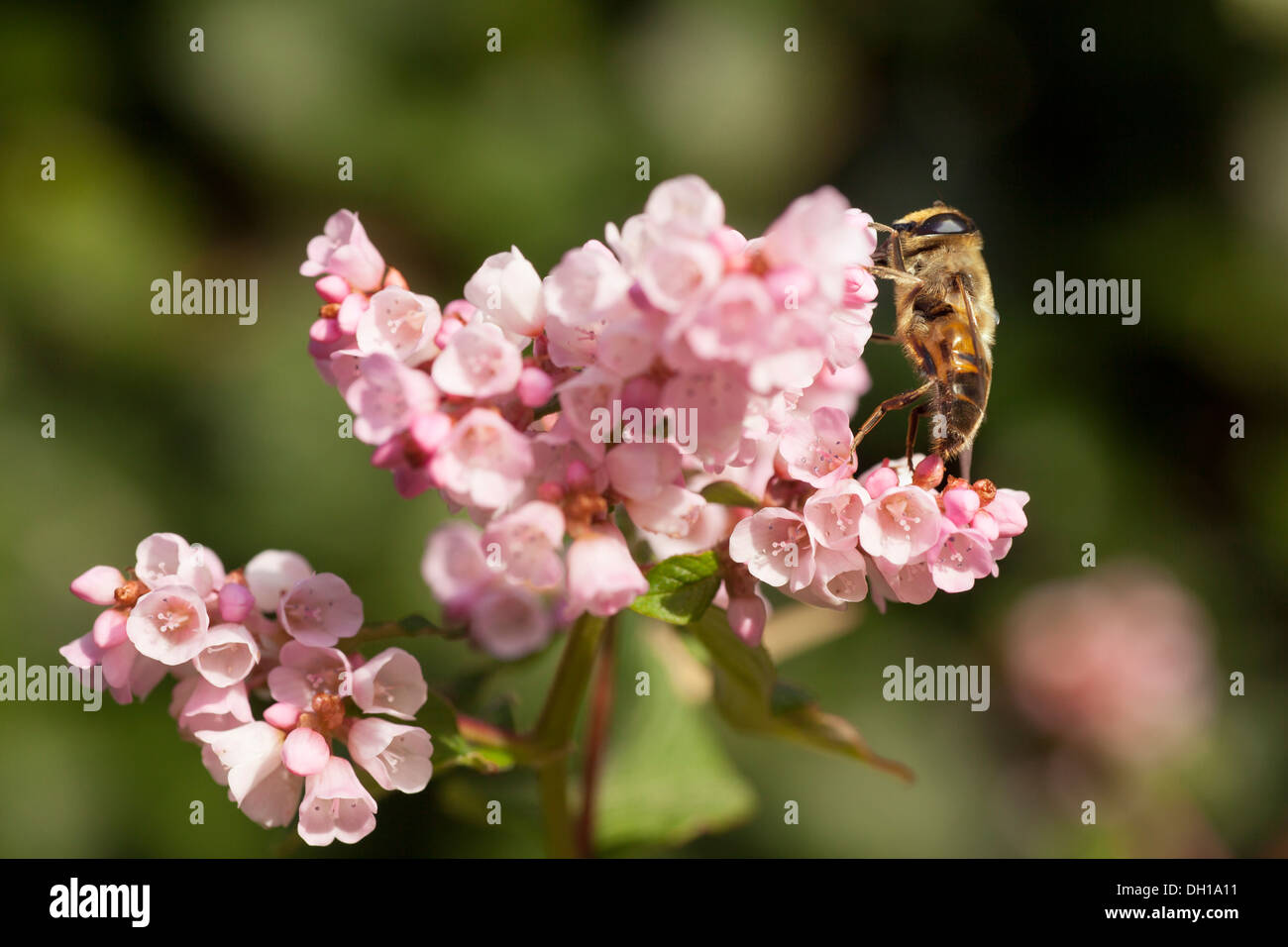 Bee eretti su fiori di colore rosa in giardino Foto Stock