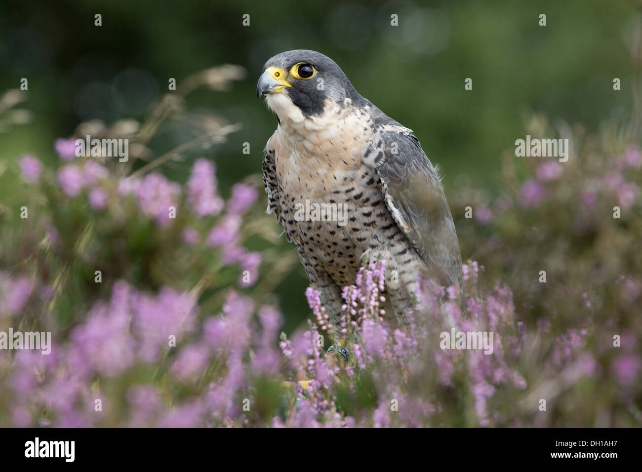 Peregrin Falcon e in heather Foto Stock
