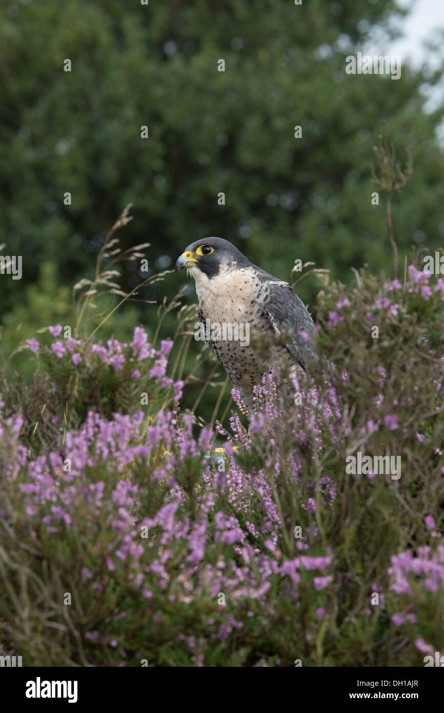 Peregrin Falcon e in heather Foto Stock