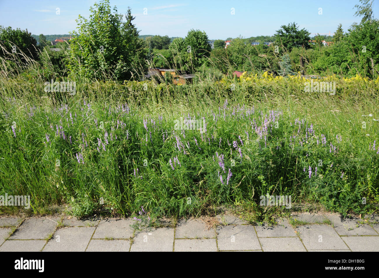 Blühende Stauden am Wegrand Foto Stock