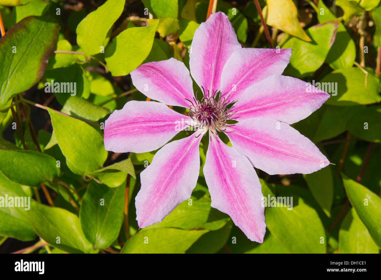 Giardino clematis nelly moser Foto Stock