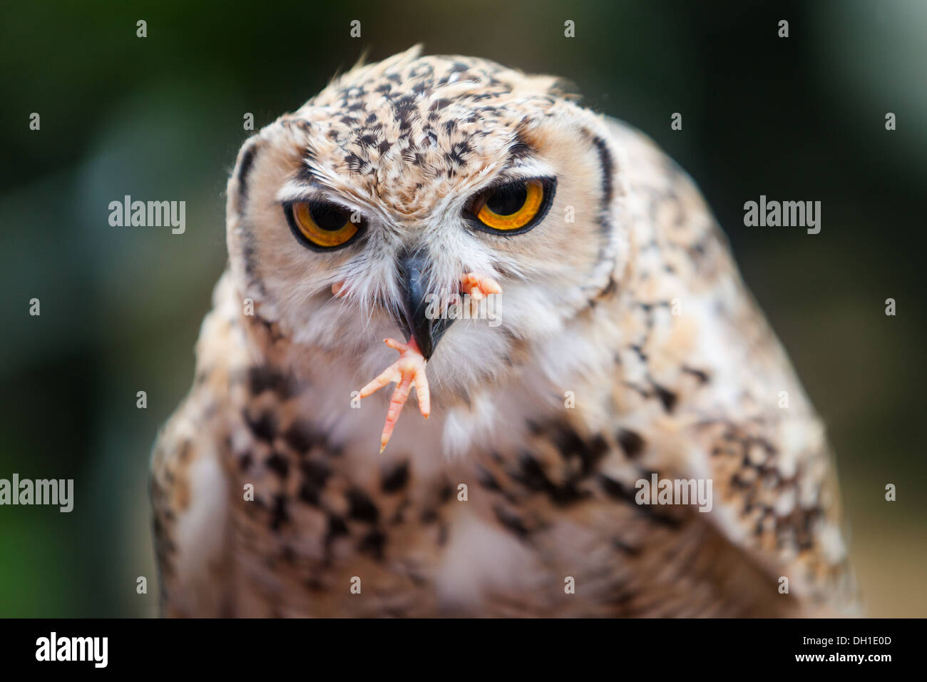 Close-up di una femmina di Faraone Eagle-Owl alimentazione su un pulcino Foto Stock