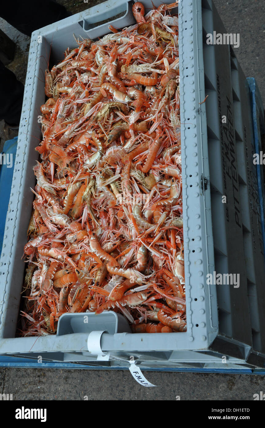 Materie i gamberetti e gli scampi, nella porta scozzese di Pittenweem Foto Stock