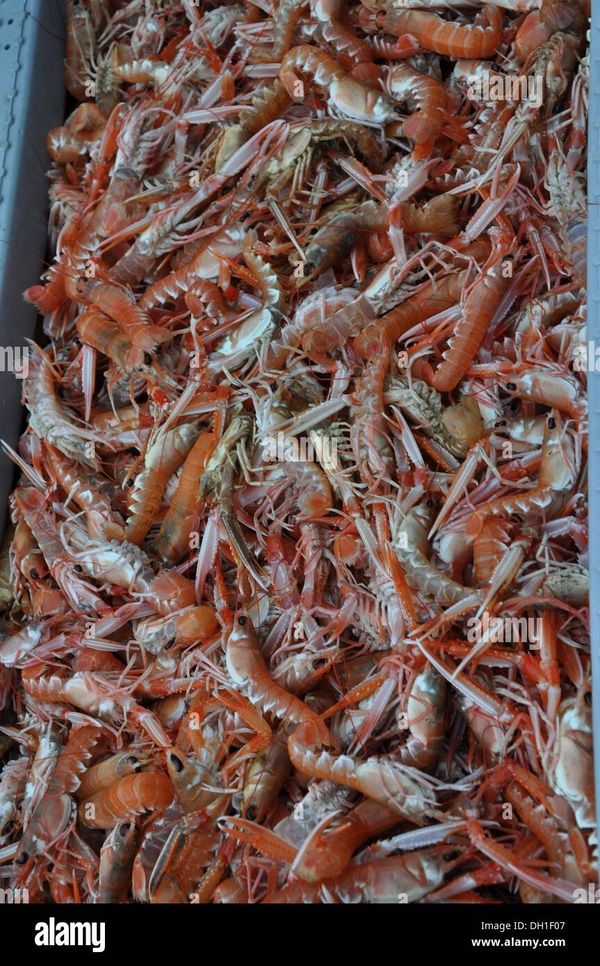 Materie i gamberetti e gli scampi, nella porta scozzese di Pittenweem Foto Stock