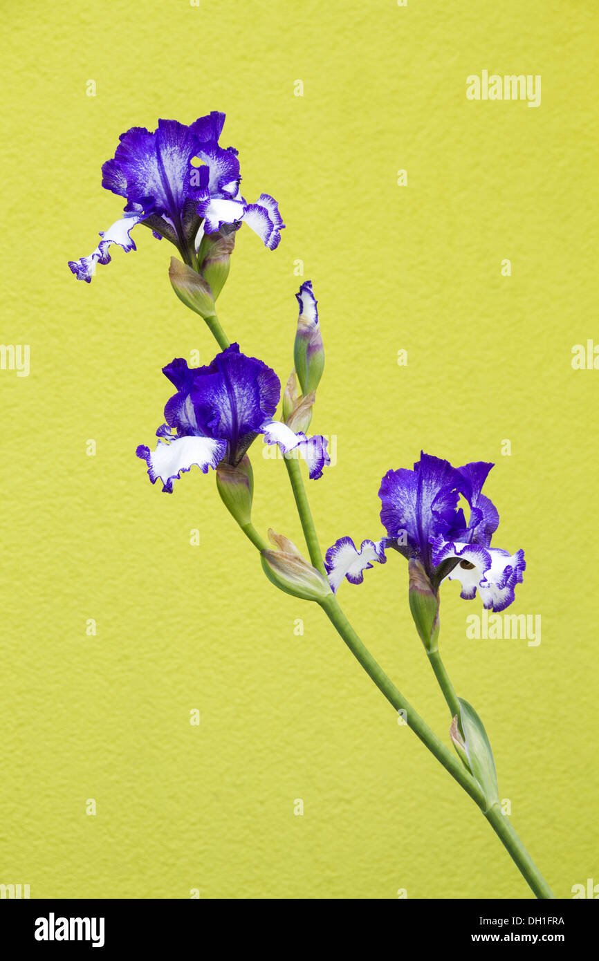 Siberian iris Foto Stock