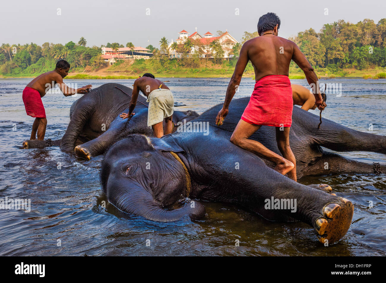 Mahouts (formatori e tutori) bagnarsi i loro elefanti nel fiume del Periyar sulla rotta da Ernakulum a Munnar Kerala, India. Foto Stock