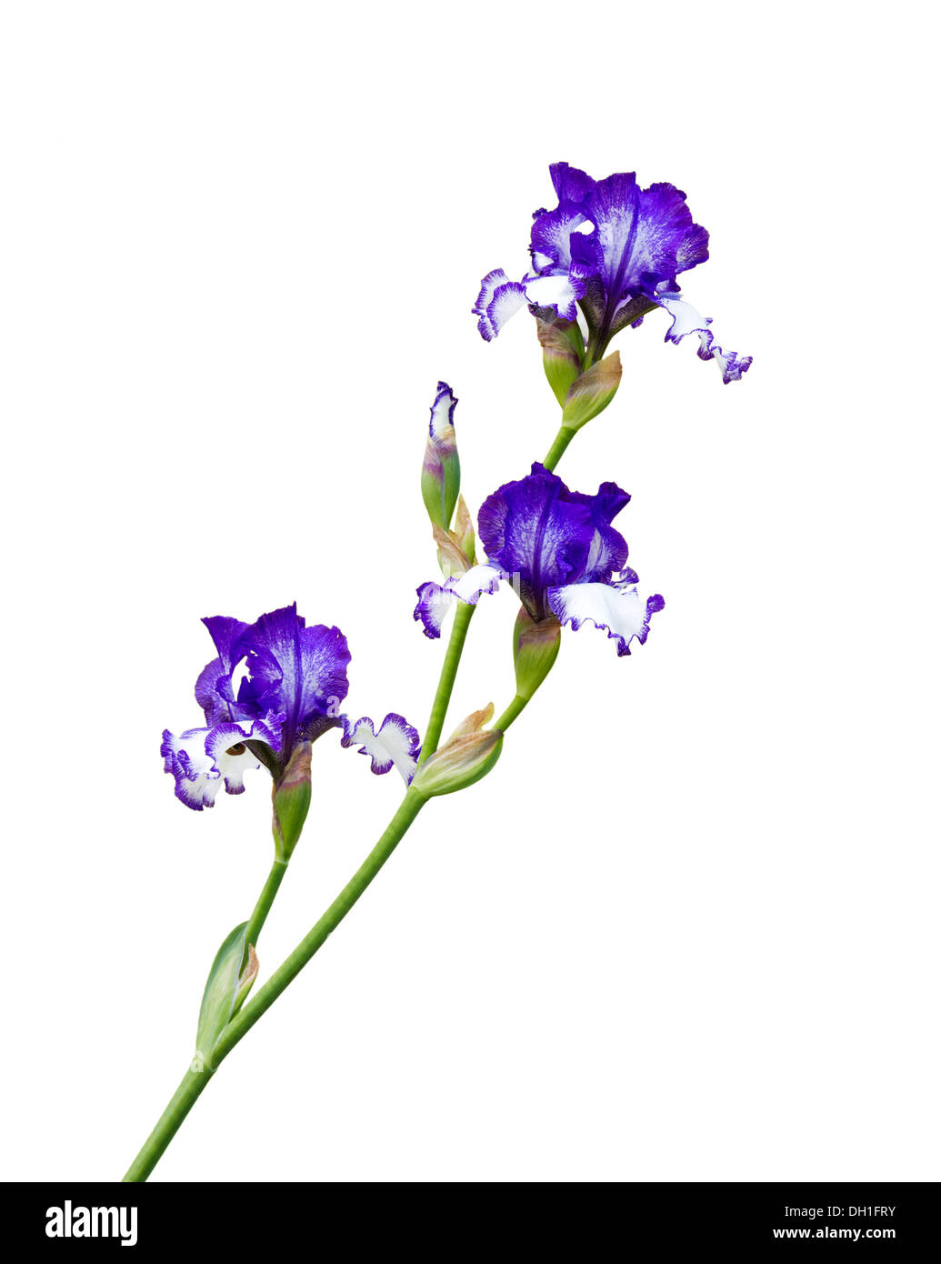 Iris siberiano Foto Stock