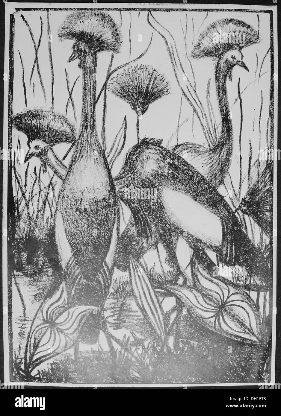 Le gru creste, note per le loro distintive creste piumate, sono grandi uccelli che si trovano in alcune parti dell'Asia e dell'Africa. Queste gru sono spesso ammirate per il loro aspetto elegante e sono importanti in varie tradizioni culturali. Si tratta di uccelli migratori, con alcune specie che rischiano di essere minacciate a causa della perdita dell'habitat e delle minacce ambientali. Foto Stock