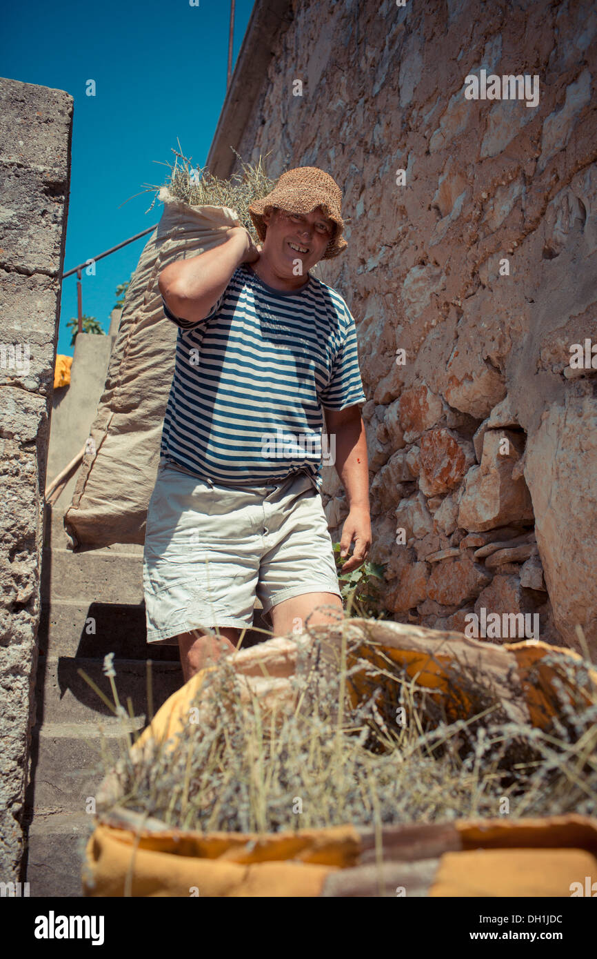 L'agricoltore maschio porta sacco di iuta con lavanda, Hvar, Dalmazia, Croazia Foto Stock