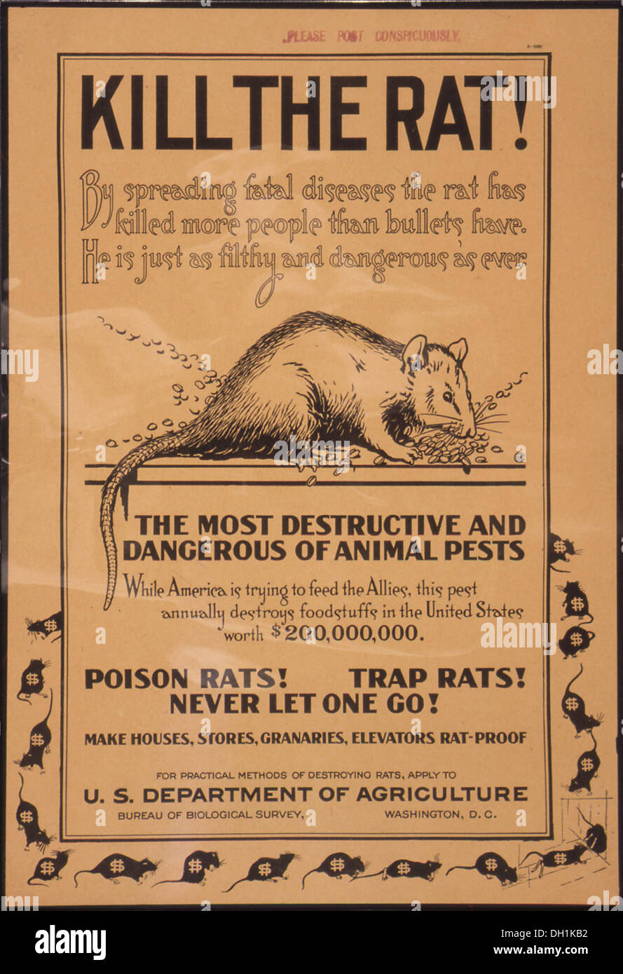 Uccidere il ratto... Più distruttive e pericolose di animali nocivi... Ratti di veleno. Ratti trappola. Non lasciare mai un andare... 512723 Foto Stock