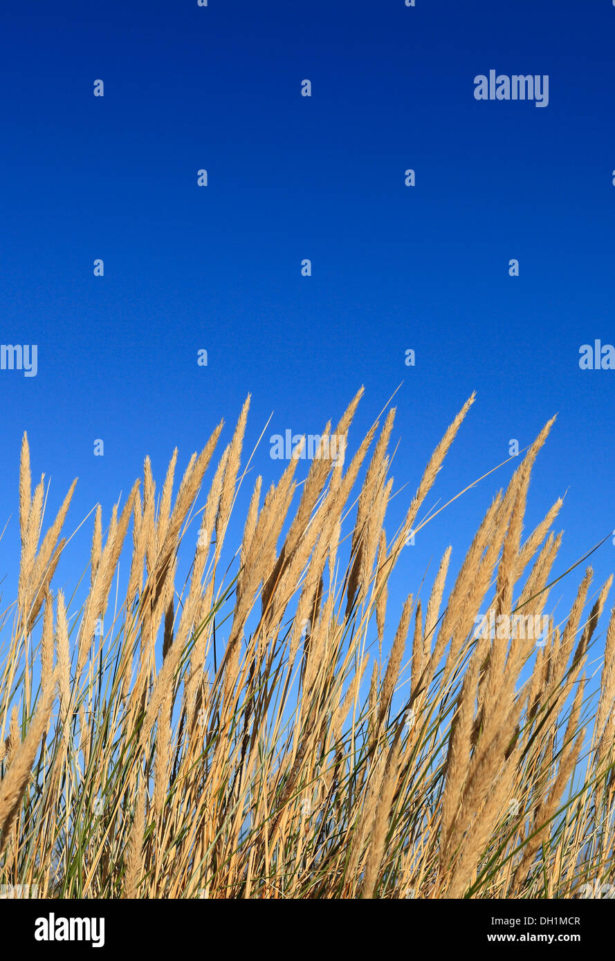 Marram erba che cresce a Holme-next-il-mare sulla costa di Norfolk con un cielo blu chiaro. Foto Stock