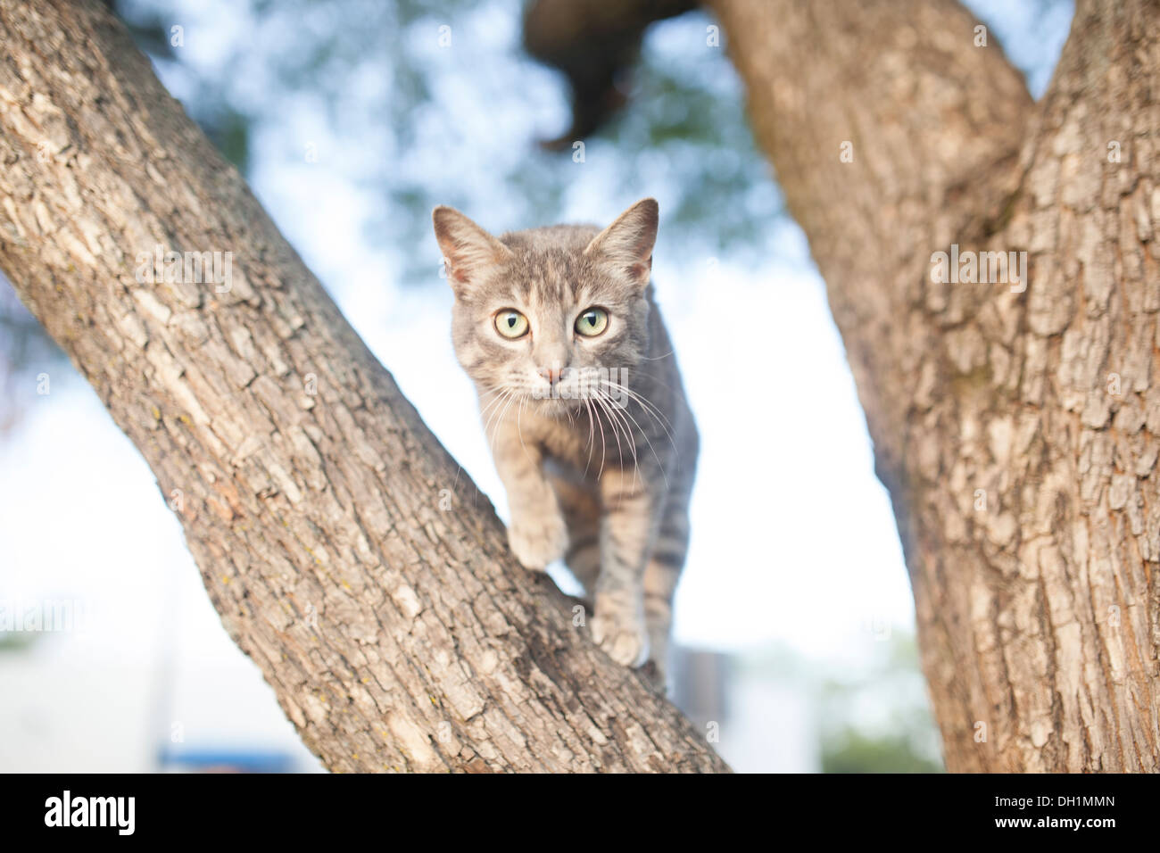 Un gatto guarda la fotocamera da un albero vicino a El Fortin nella città di Oaxaca, Oaxaca, Messico. Foto Stock