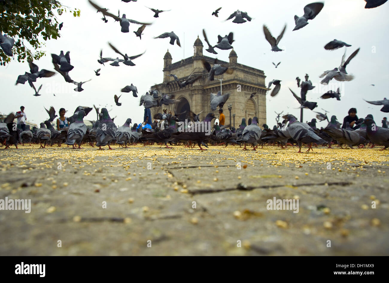 Piccioni battenti Gateway of India Mumbai India Maharashtra Foto Stock