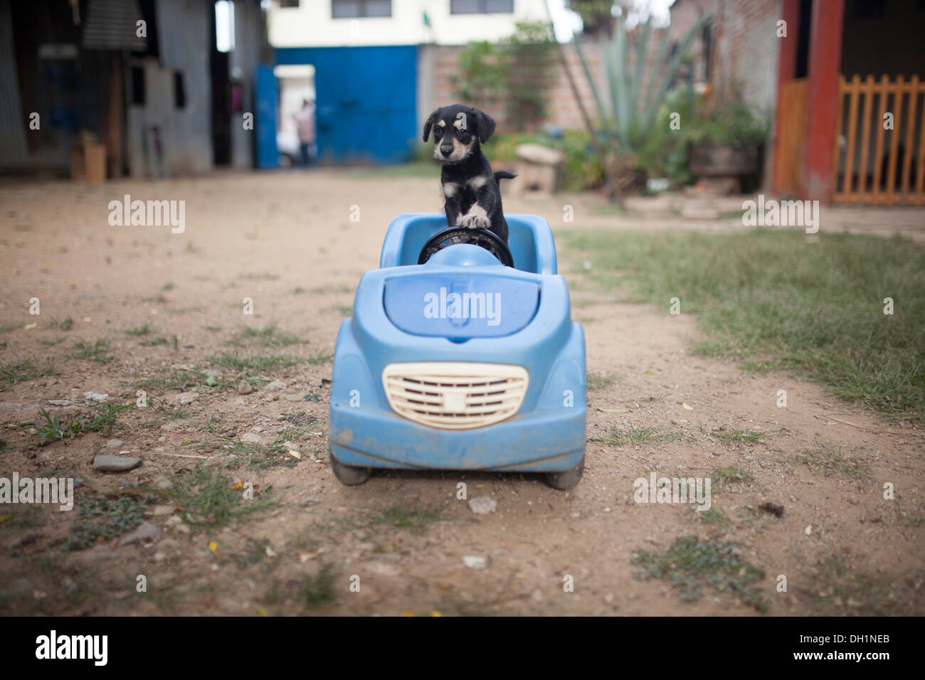 Un adorabile piccolo cucciolo pone per la fotocamera nella sua auto, sul patio e sul lettino. Foto Stock