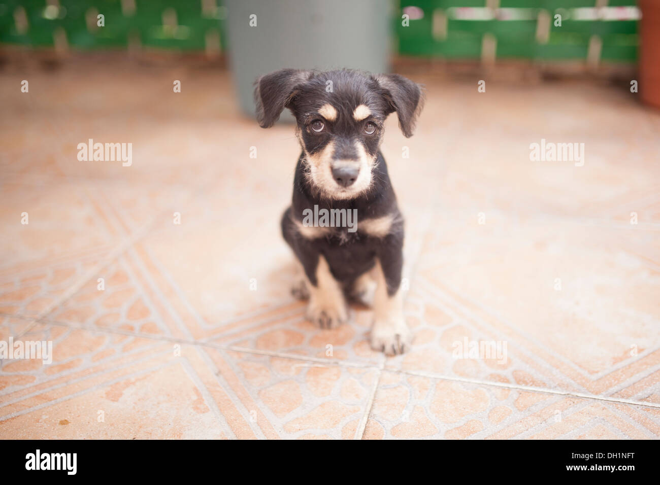 Un adorabile piccolo cucciolo pone per la fotocamera nella sua auto, sul patio e sul lettino. Foto Stock