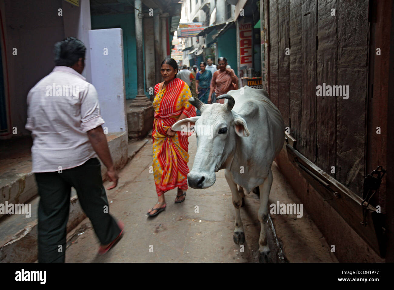 Latte di mucca e di persone camminare insieme in piccole strade di Varanasi Uttar Pradesh, India Foto Stock