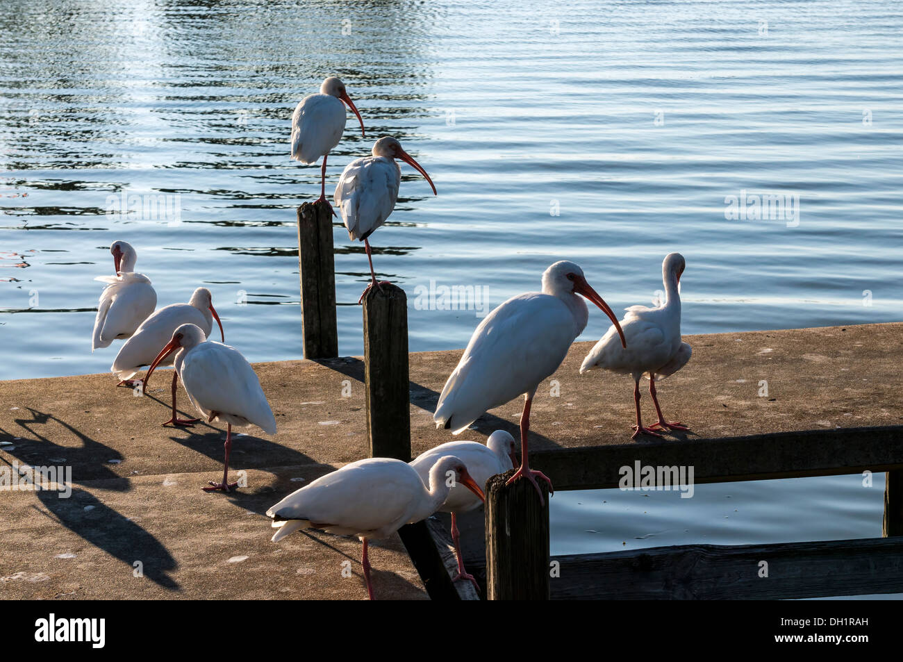 Un gregge o congregazione di ibis sono ' appollaiati su una dock nel supporto Dora porto sul Lago di Dora nella Florida Centrale. Foto Stock