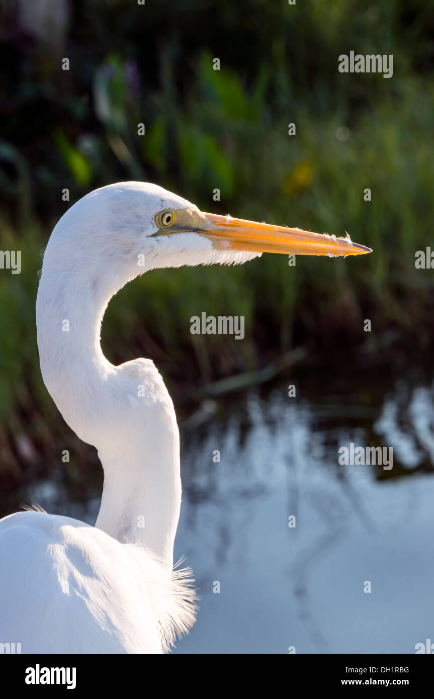 Close-up di un Snowy White Garzetta (Ardea alba) noto anche come un grande garzetta, Airone comune o grande airone bianco lungo la riva del lago. Foto Stock