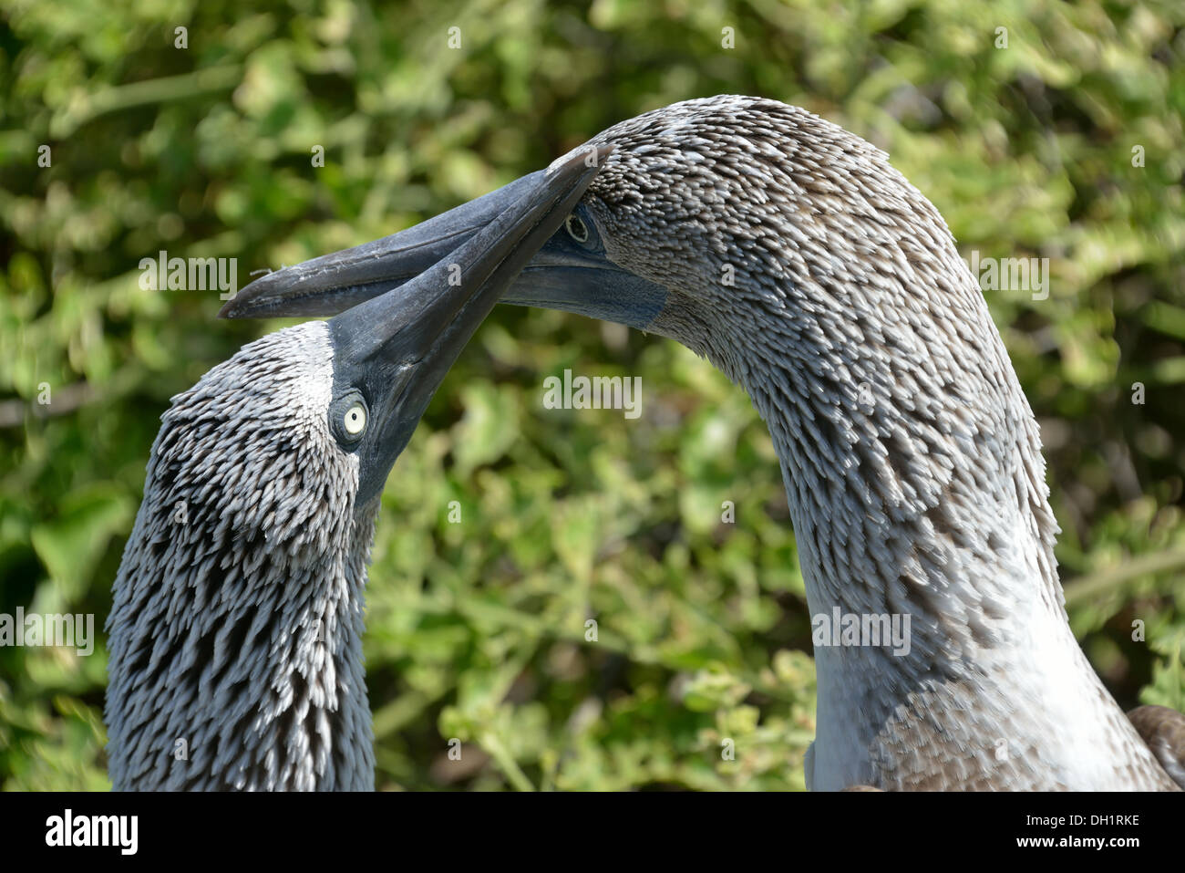 Blu-footed boobies, Galapagos Foto Stock