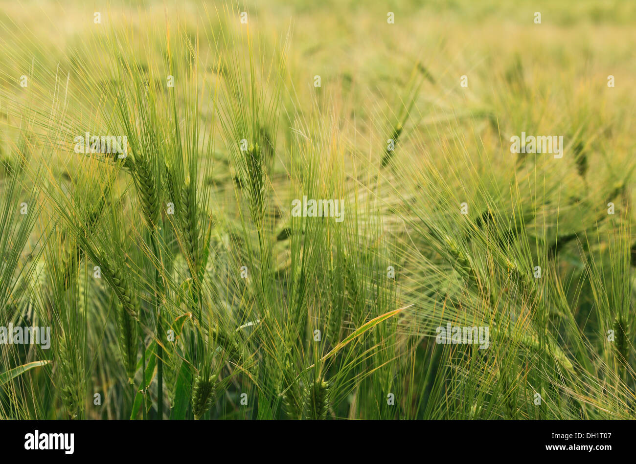 Orzo, Hordeum vulgare, agricoltura agricola campi campo di raccolto di grano raccolti NORFOLK REGNO UNITO Foto Stock