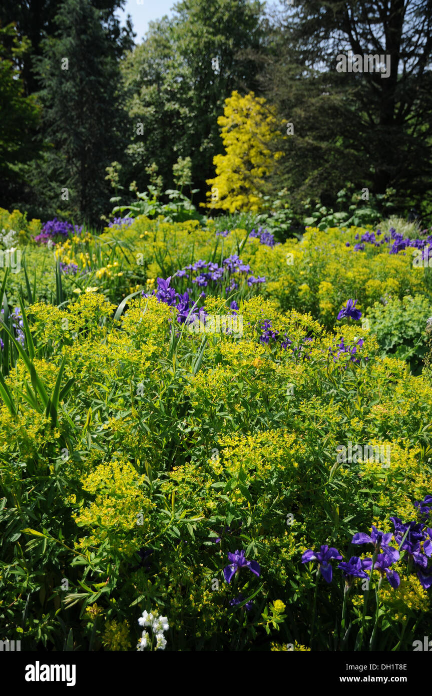 Euforbia Marsh Foto Stock