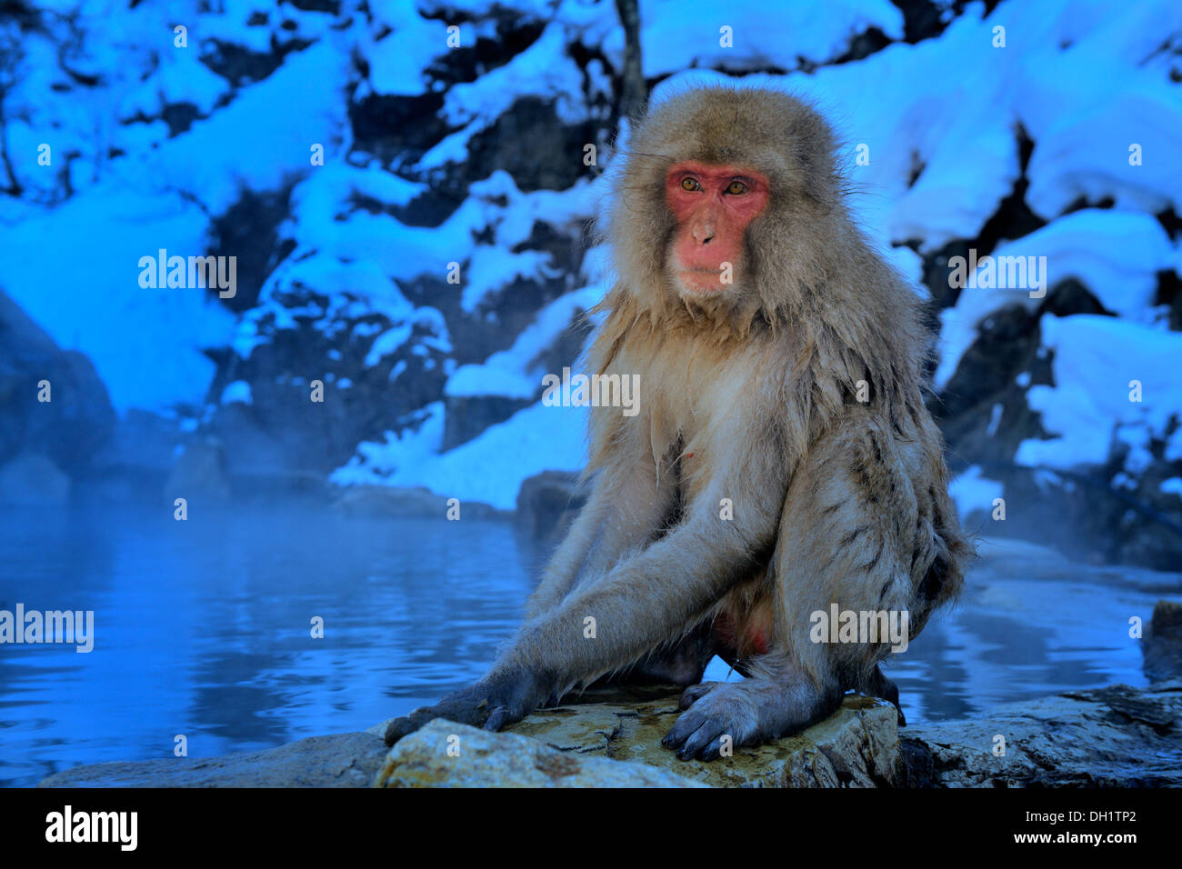 Macaque giapponese (Macaca fuscata) seduto accanto a primavera calda, Jigokudani Monkey Park, Nagano, Giappone Foto Stock