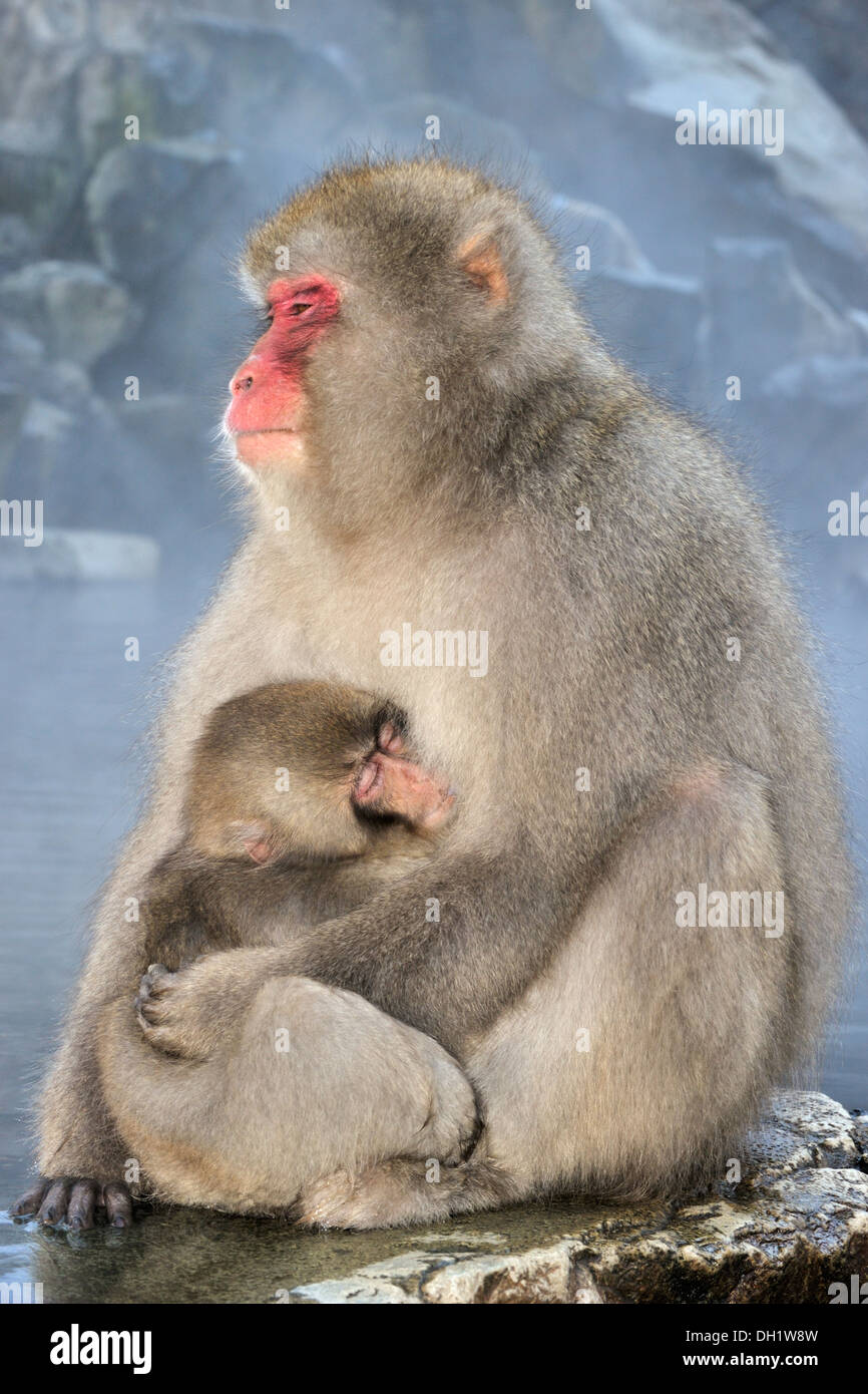 Macaque giapponese (Macaca fuscata) madre tenendo il suo bambino seduto accanto a una primavera calda, Jigokudani, Giappone Foto Stock