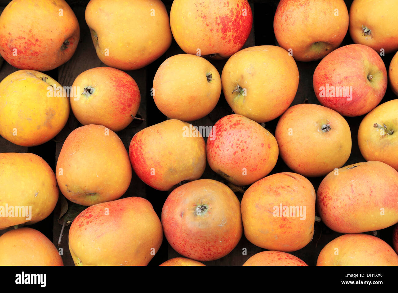 Apple 'Norfolk Royal Russet', farm shop display, mele REGNO UNITO Foto Stock