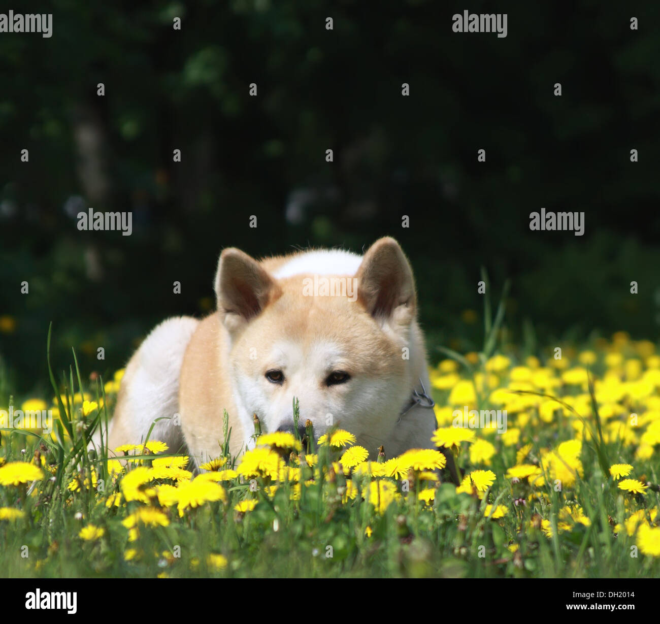 Cane, Akita Inu giace su un verde erba Giovane tra i fiori di colore giallo Foto Stock
