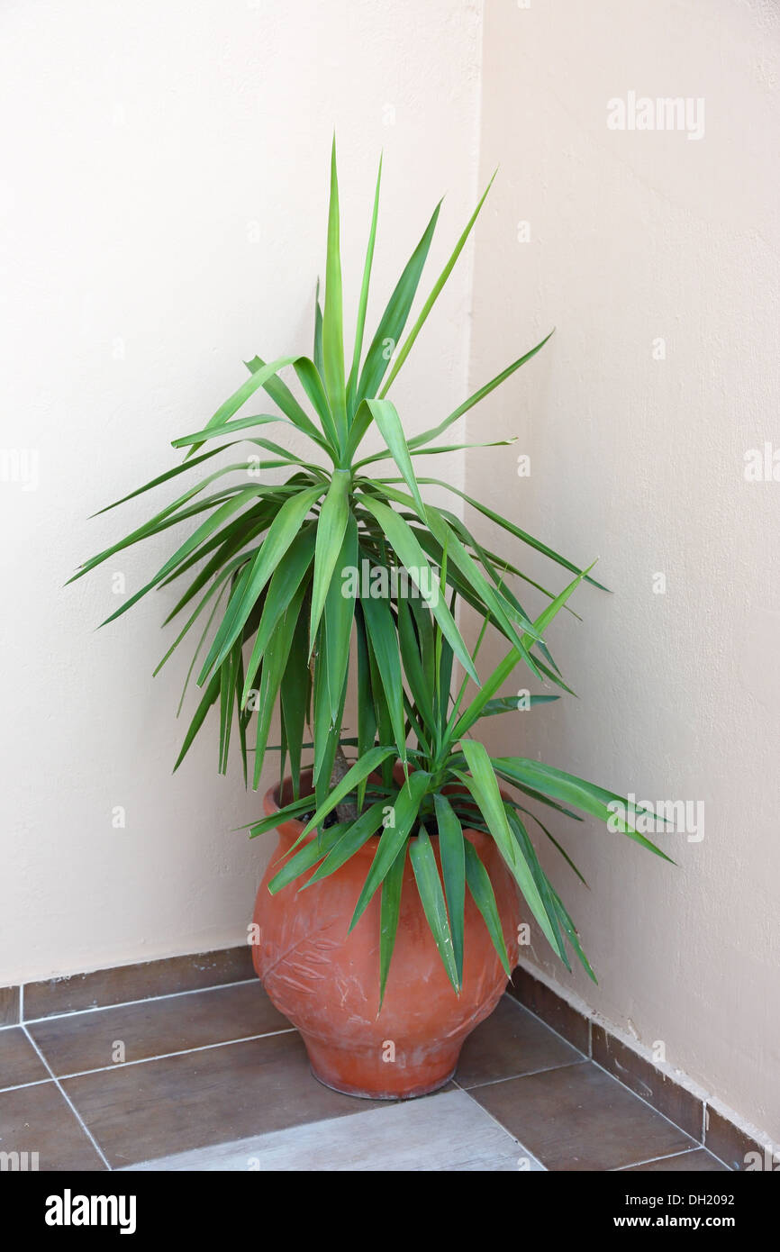 Grandi piante ornamentali in vaso di ceramica Foto Stock