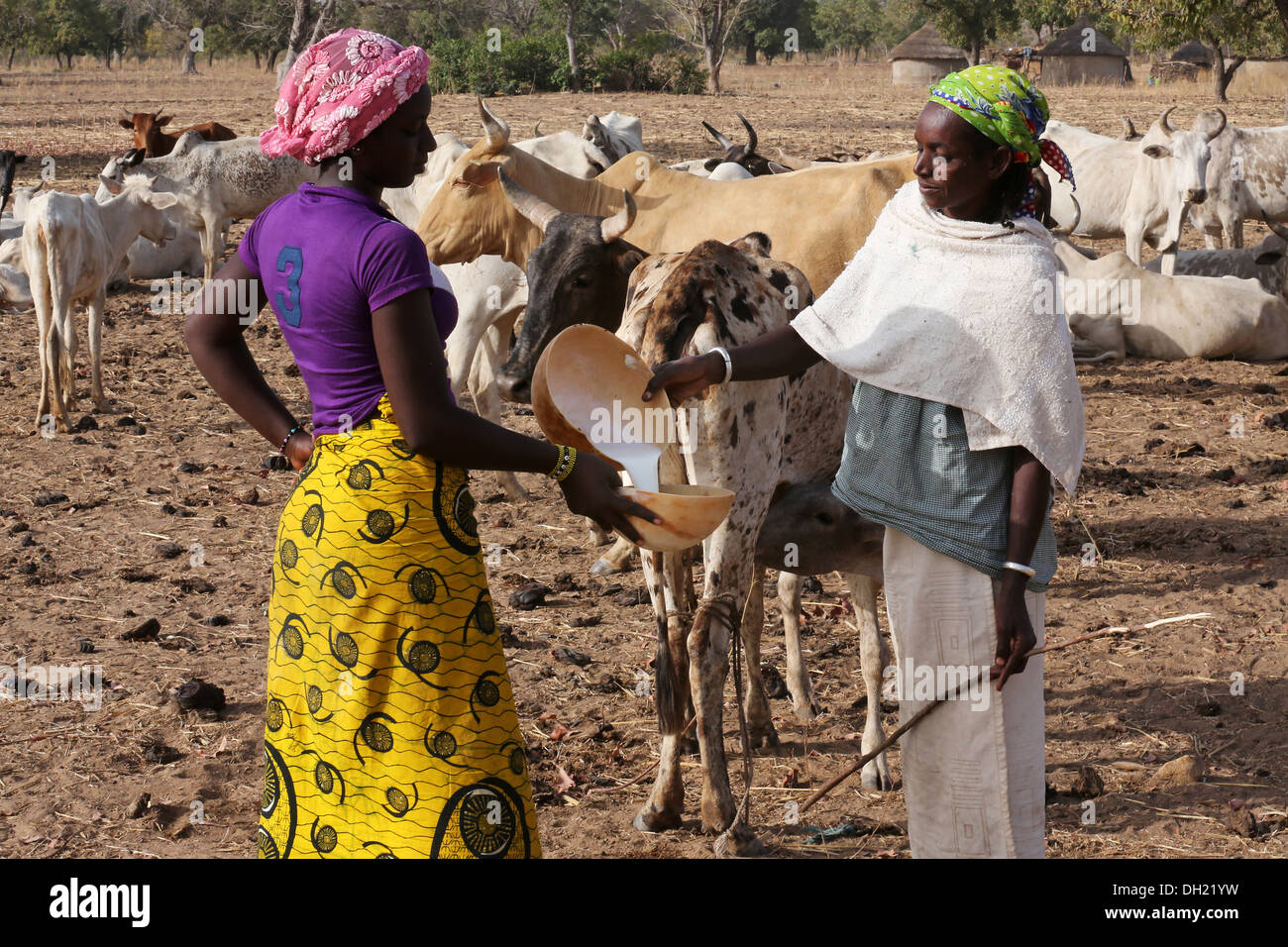 Donne Fulami mungere le mucche, nel nord del Burkina Faso Foto Stock