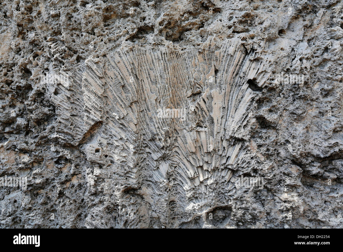 Corallo fossile incorporato in calcare in una vecchia cava, Windley Key barriera corallina fossile geologico del parco statale, Windley Key, Florida Keys Foto Stock