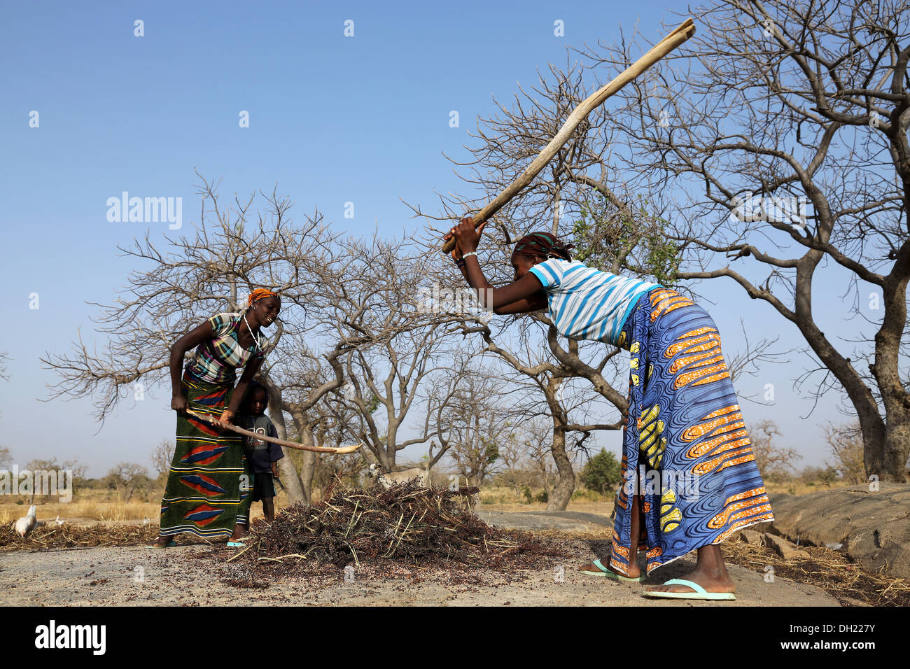 Donne pounding sorgo, miglio con bastoni dopo il raccolto, Burkina Faso Foto Stock