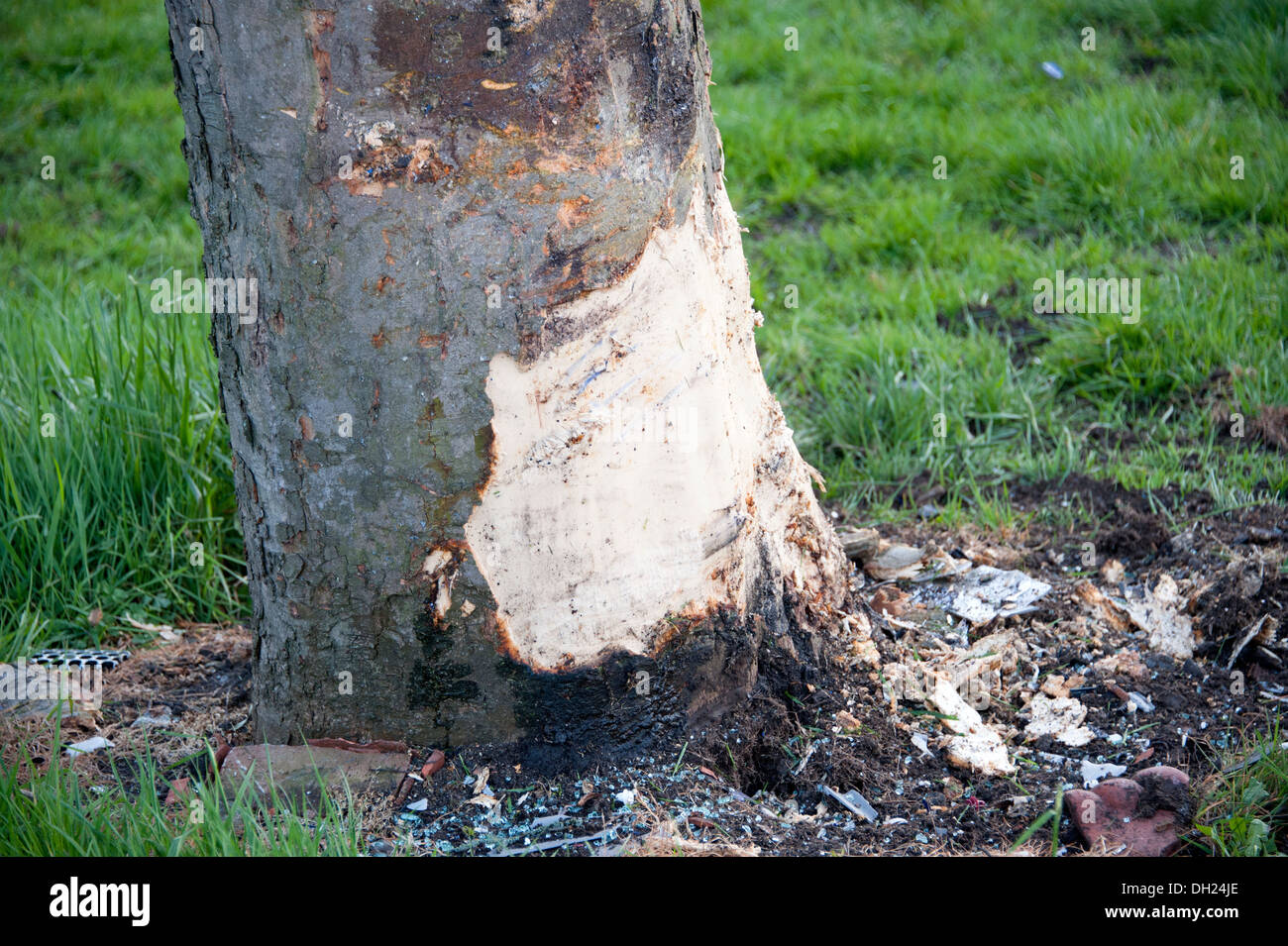 Corteccia di albero danneggiato da incidente auto RTA RTC Foto Stock