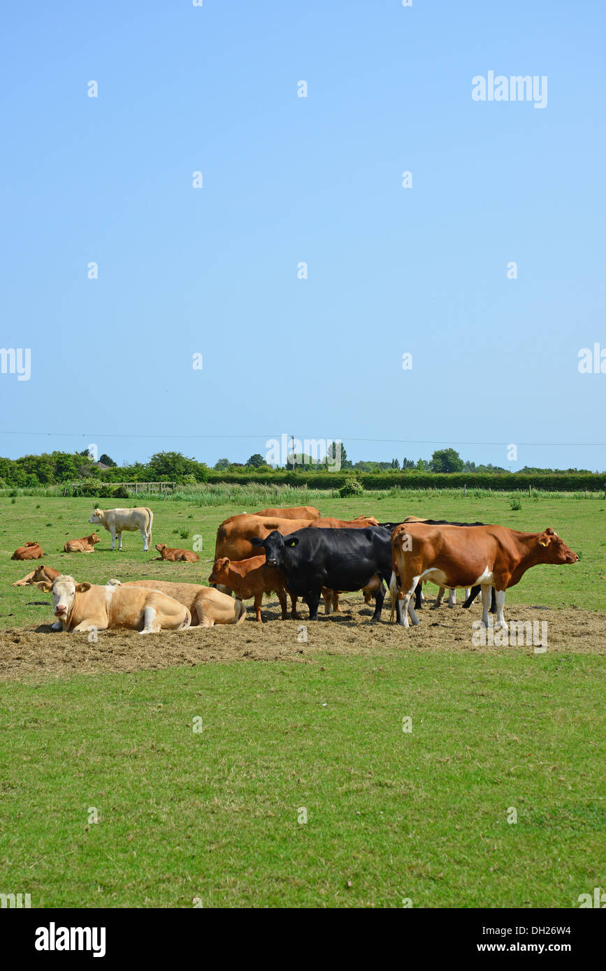 Bovini da carne nel campo, Burgh-le-Marsh, Lincolnshire, England, Regno Unito Foto Stock