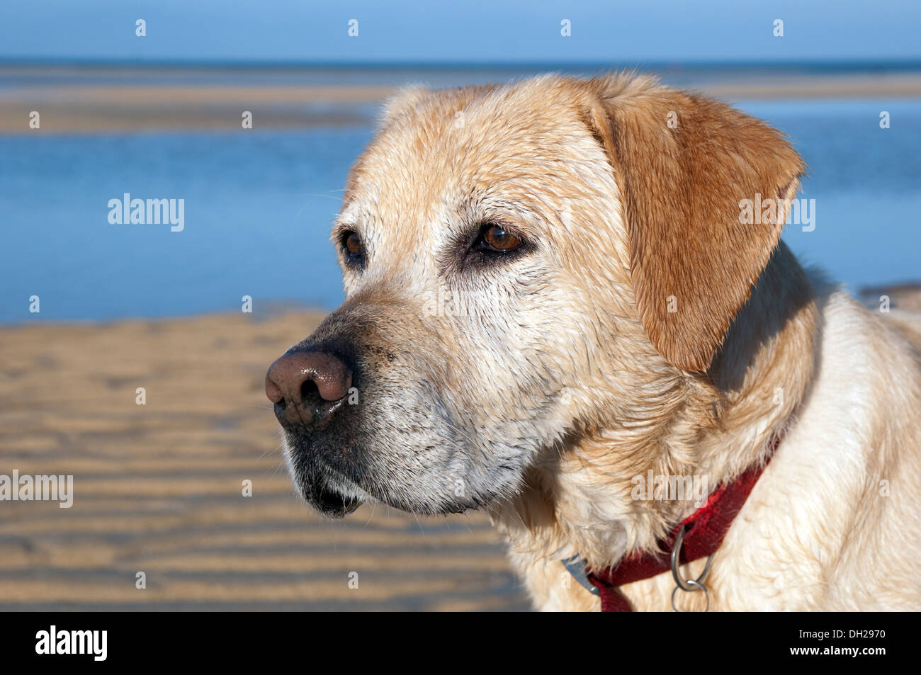 Un maschio di golden labrador cane Foto Stock