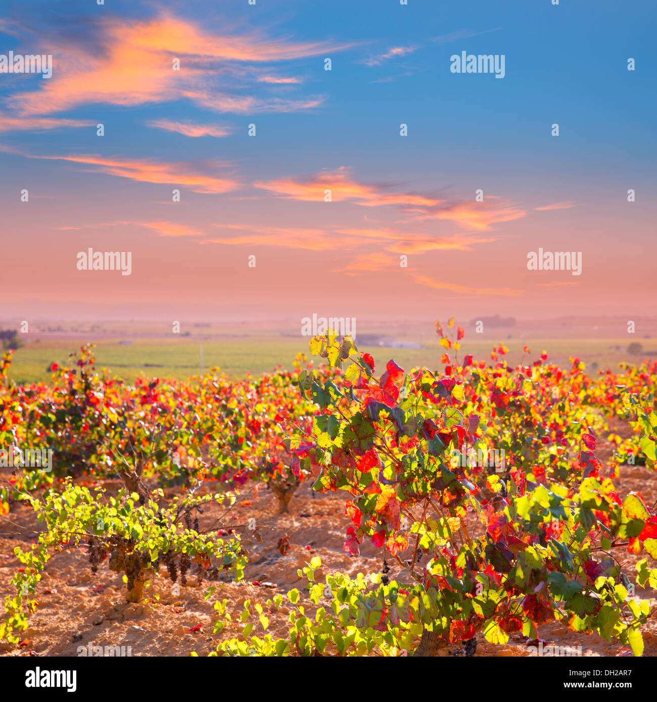 Autunno dorato vigne Rosso in Utiel Requena in Spagna Foto Stock